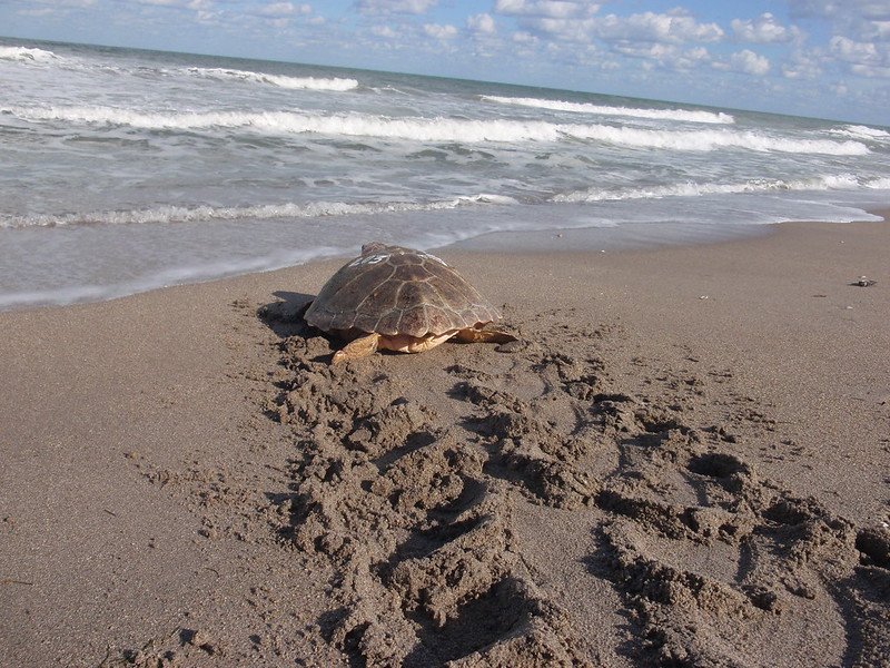 Sea Turtle Facilities In Florida Florida Splendors