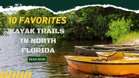 Title-Kayak Trails In North Florida, 10 Favorites