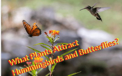 what plants attract hummingbirds and butterflies