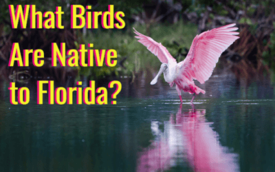 what birds are native to florida