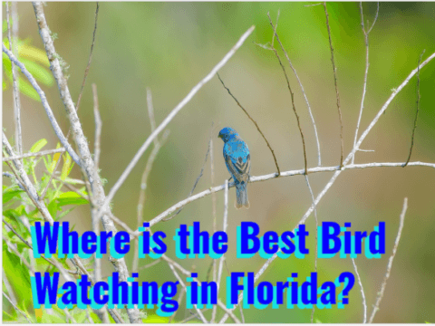 florida bird watching tours