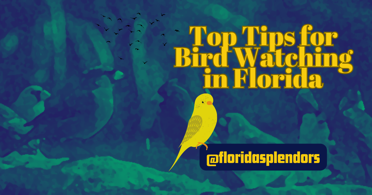 Top Tips for Bird Watching in Florida Florida Splendors