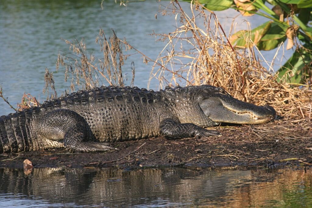 Everglades National Park