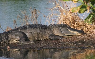 Everglades National Park