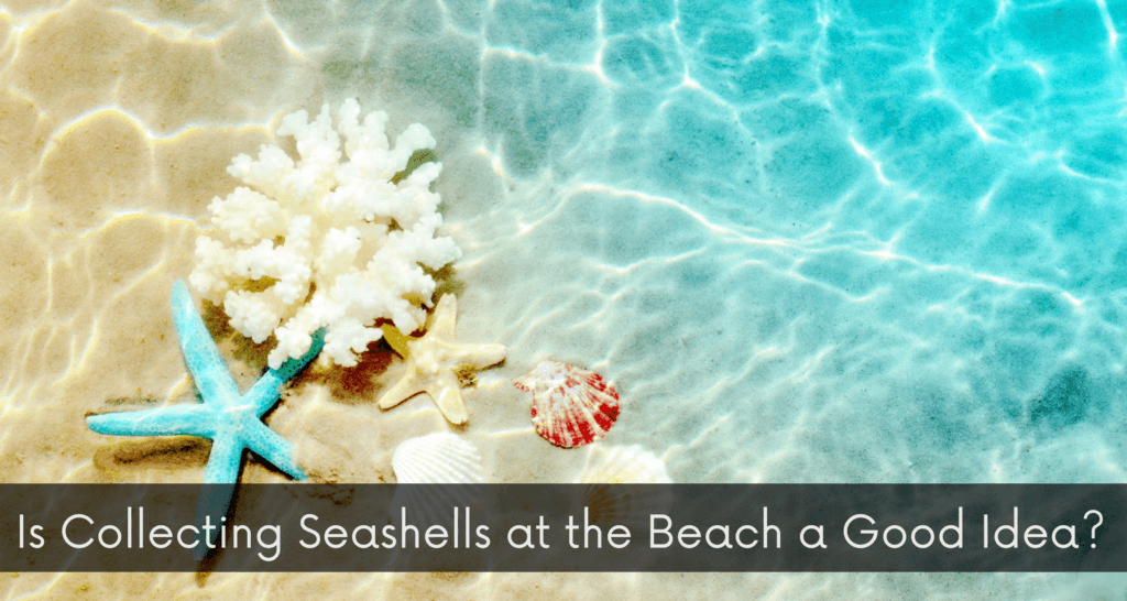 Collecting Seashells