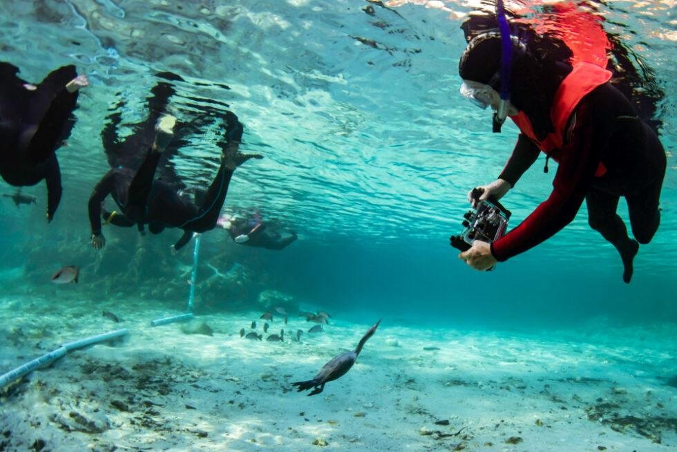 Best Snorkeling in Florida - Florida Splendors