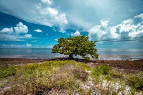 Best Snorkeling in Florida Keys - Florida Splendors