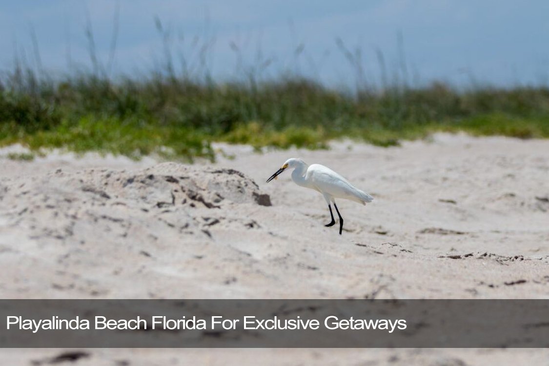 are dogs allowed at playa linda beach florida