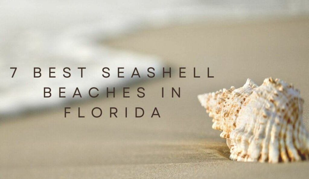 Seashell Beaches in Florida