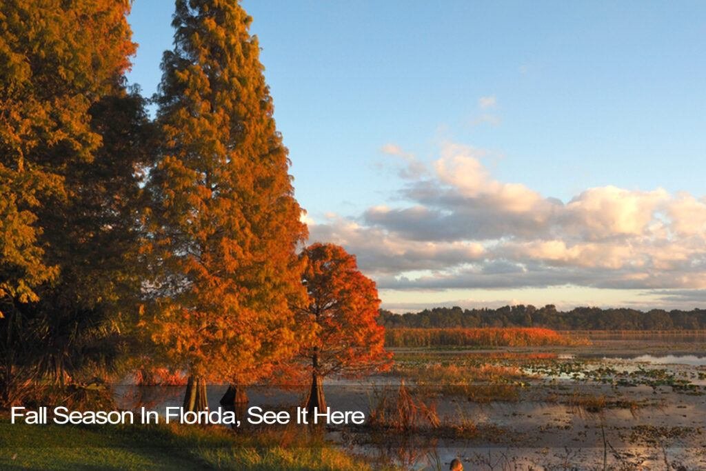 fall season in florida