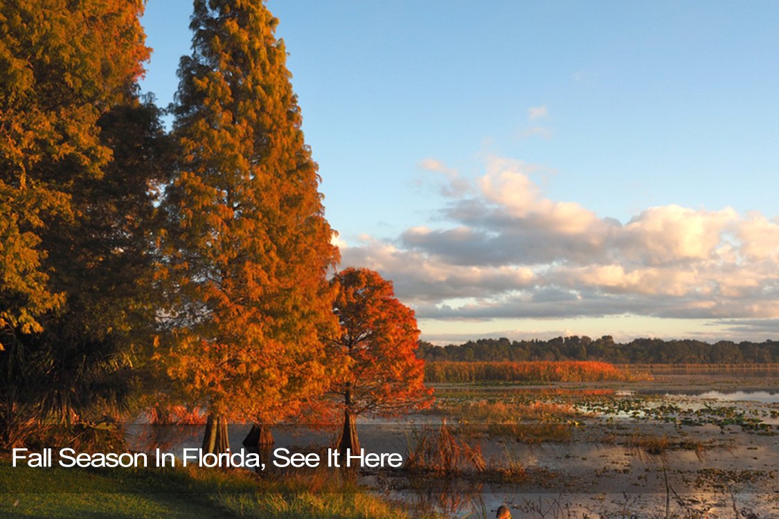 Fall Season In Florida, See It Here Florida Splendors