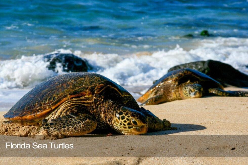 Florida Sea Turtles Florida Splendors