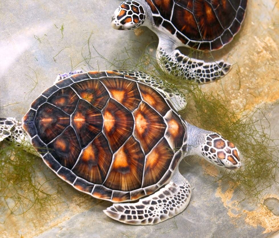 Florida Sea Turtles - Florida Splendors