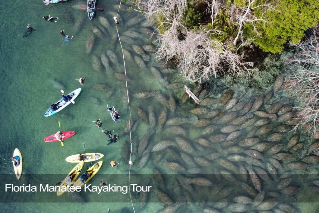 Florida manatee kayaking tour