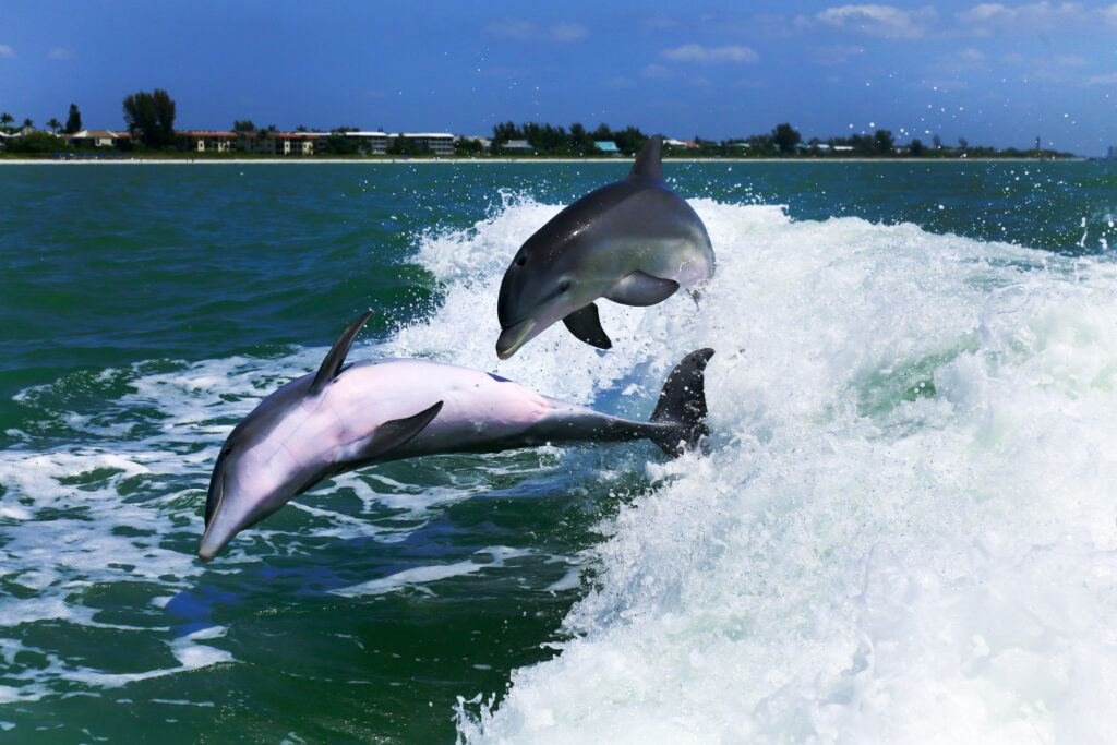 Visit Florida To See Beautiful Dolphins Where to See Dolphins in Florida