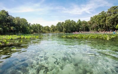 Hidden Springs in Florida