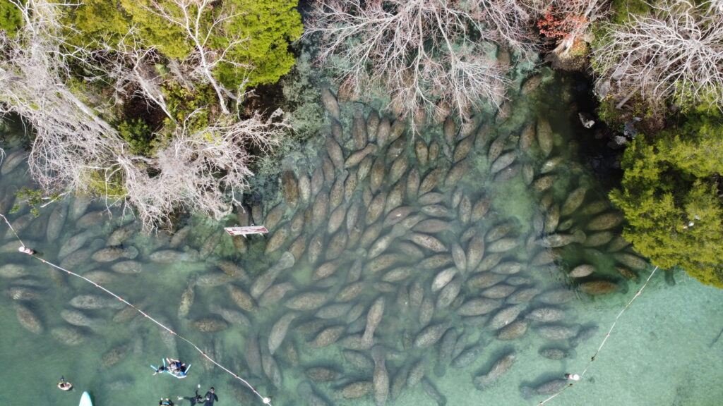 Witness Manatee Migration In Three sisters spring Three sisters spring