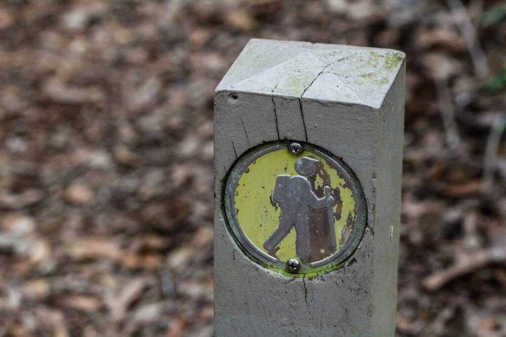 Ocala National Forest trails
