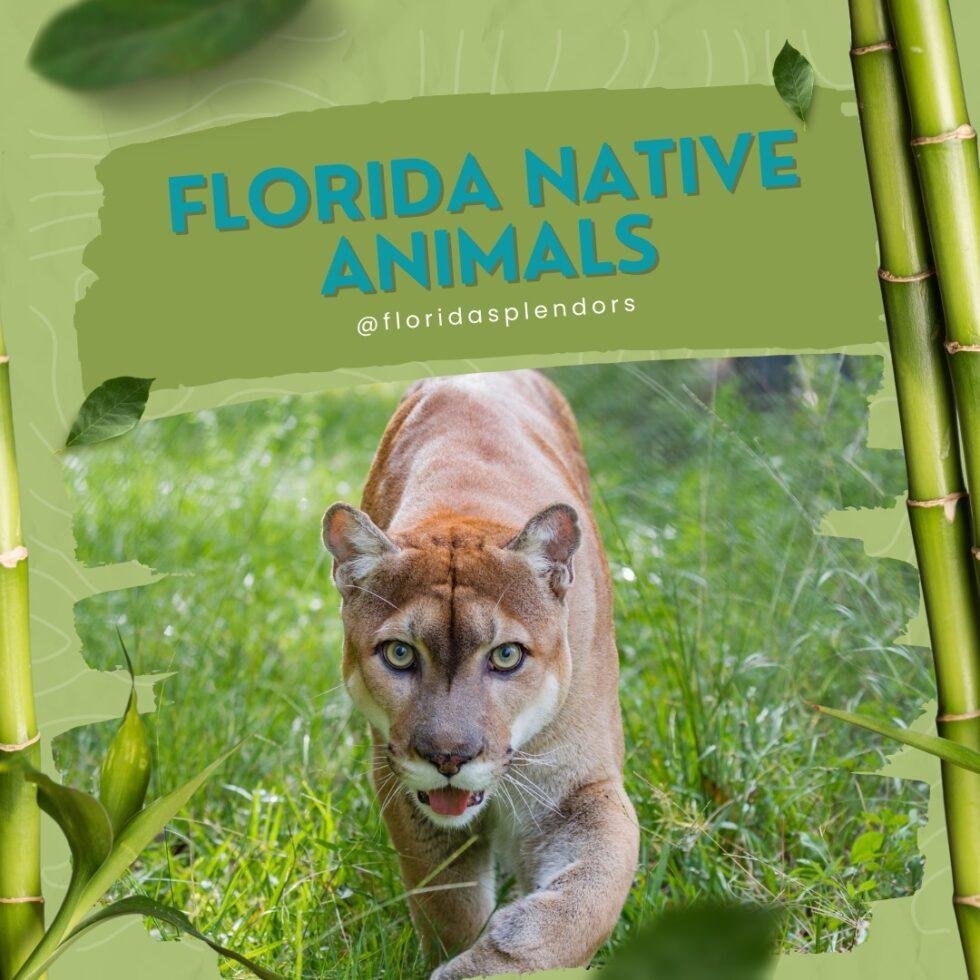 Native Animals of Florida - Florida Splendors