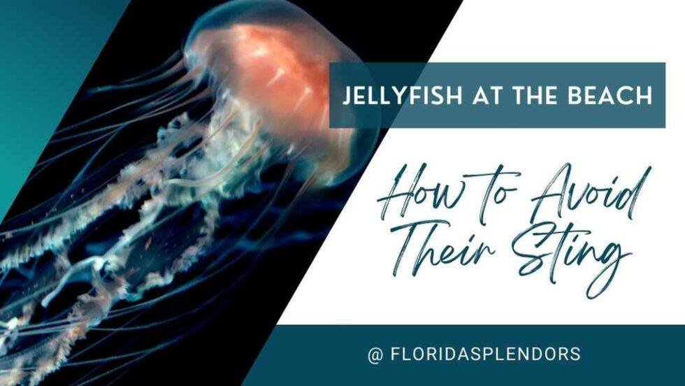 Jellyfish at the Beach How to Avoid Their Sting Florida Splendors
