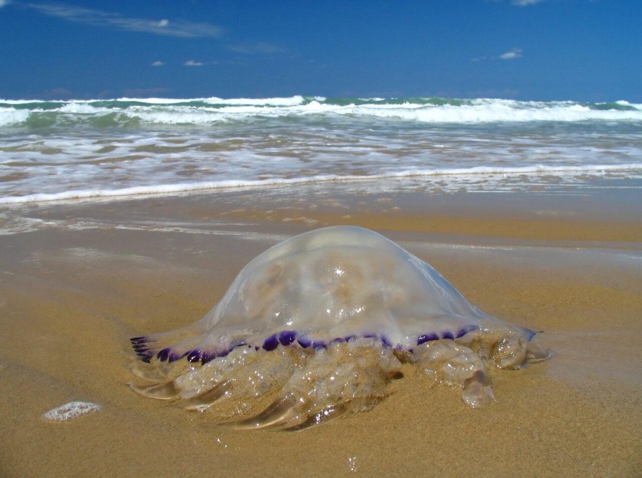 Jellyfish at the Beach How to Avoid Their Sting Florida Splendors