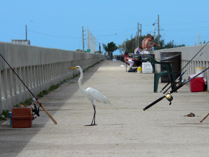 A Great White Egret Waiting for a Fish / Flickr / Stig Nygaard