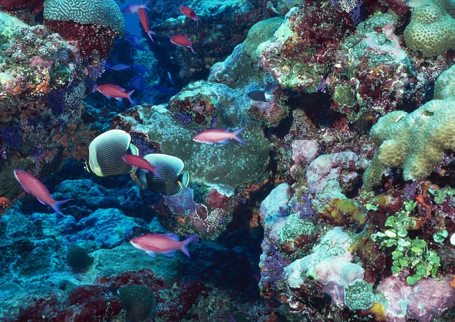 marine, seabed, underwater world