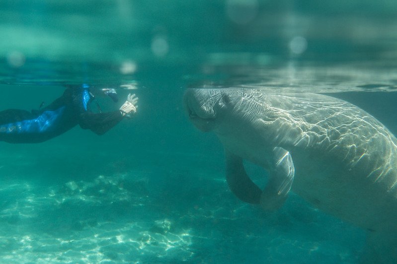 Eco Tour Ideas, Manatee Encounters / Flickr / benji2505