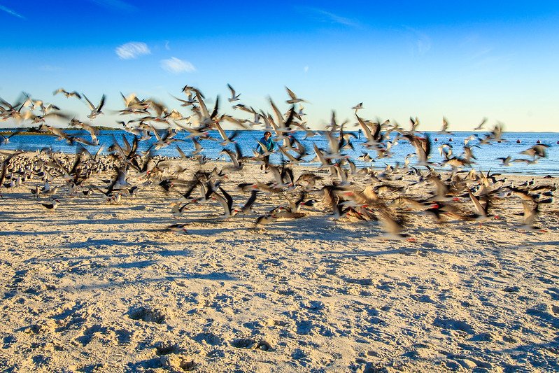 Birdwatching is a beautiful Eco Friendly Tour Idea / Flickr / John Wiesenfeld