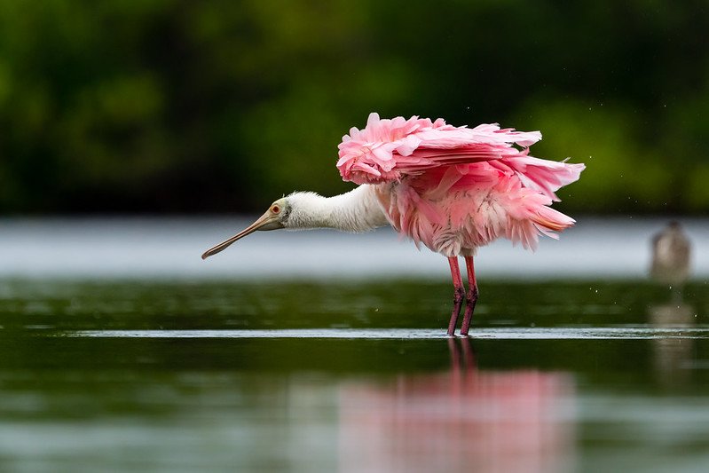 Stunning Roseate Spoonbill / Flickr / Nate Arnold