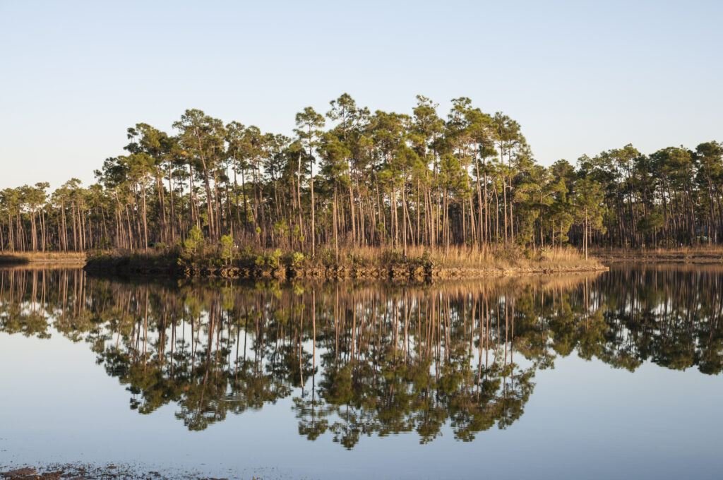 plants in the everglades