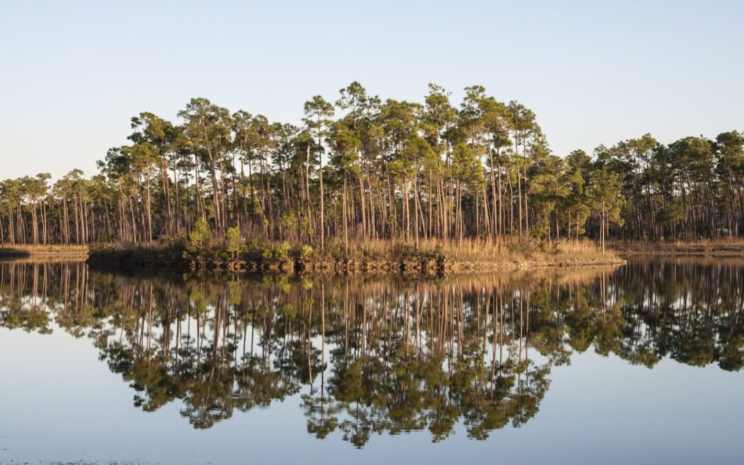 plants in the everglades