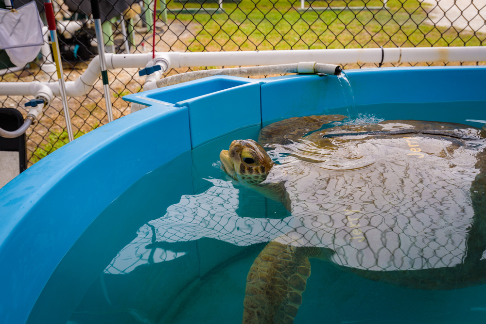 florida sea turtles are a beacon florida sea turtles are a beacon