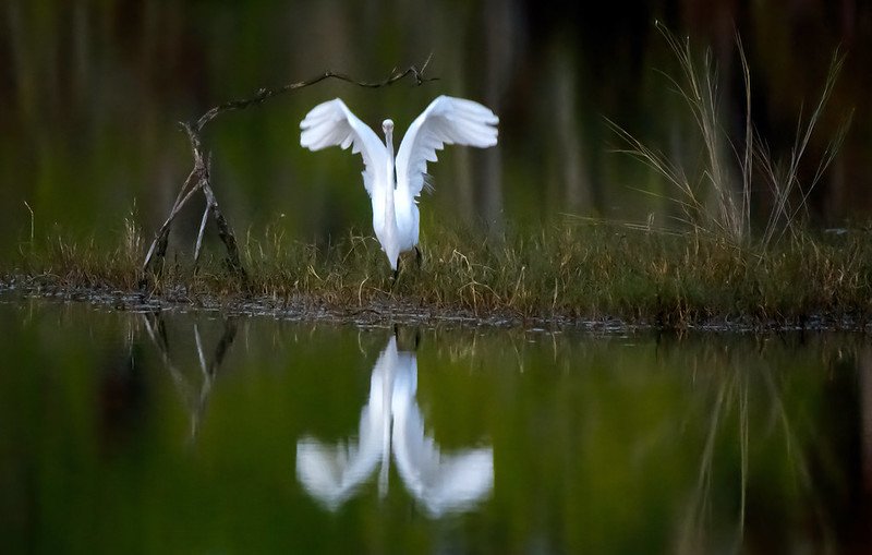 Great White Egret at the Ten Thousand Islands / Flickr / Diana Robinson
