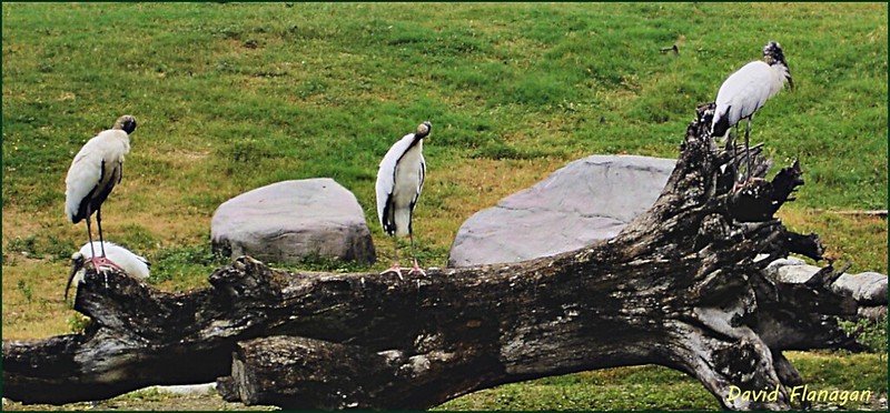 Wonderful Wildlife / Flickr / Arth Wen Photography