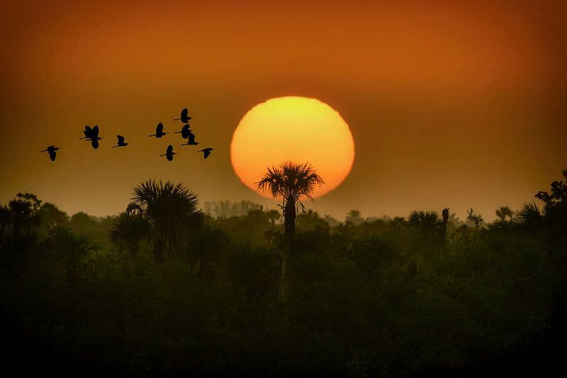 First Sunrise of the New Year at the Ten Thousand Islands / Diana Robinson