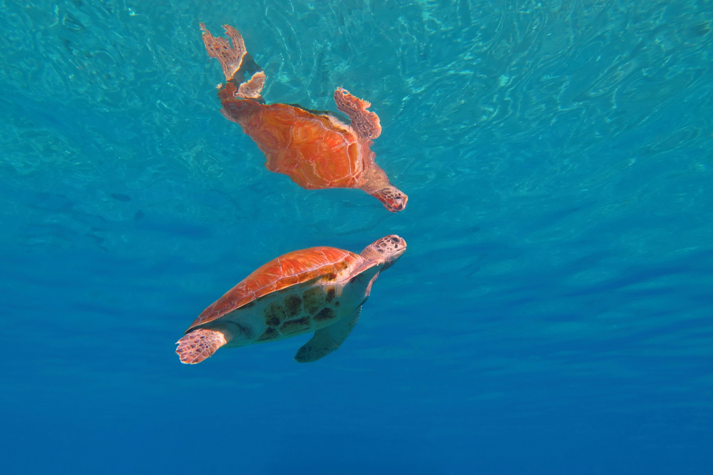 Florida Sea Turtles Are A Beacon Of Hope Florida Splendors