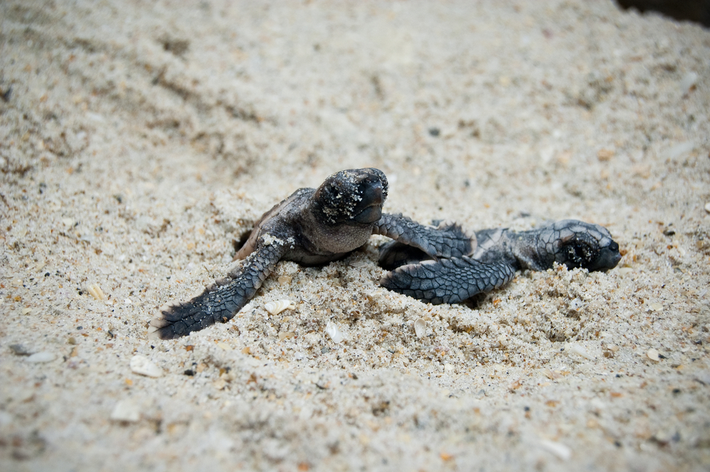 Florida Sea Turtles Are A Beacon Of Hope Florida Splendors