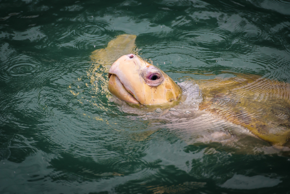 florida sea turtles are a beacon