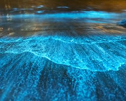 Bioluminescent plankton in water while night kayaking in florida