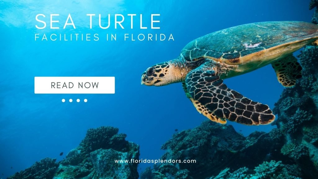 Sea Turtle Facilities in Florida