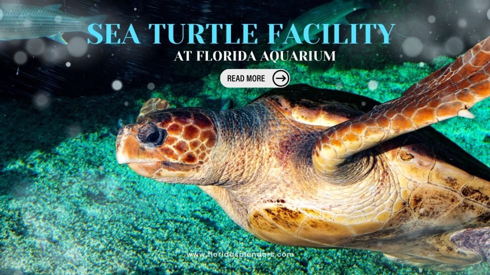 Sea Turtle Facility At Florida Aquarium - Florida Splendors