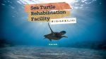 Sea Turtle Rehabilitation Facility in Boca Raton, Florida