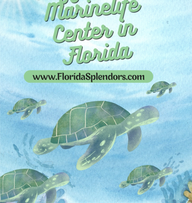 Loggerhead Marinelife Center in Florida