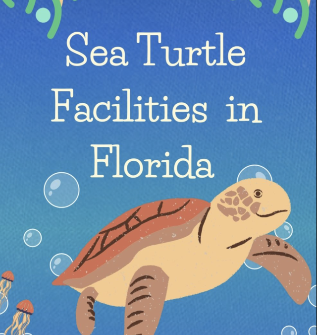 Sea Turtle Facilities in Florida