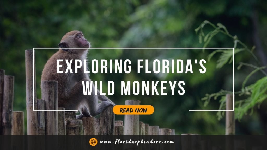 Exploring Florida's Wild Monkeys