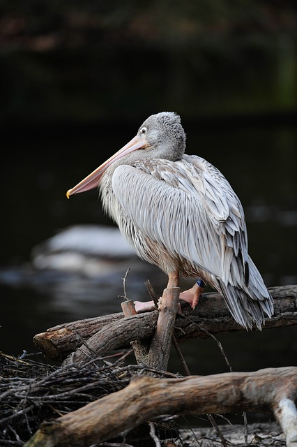 water, pelican, bird