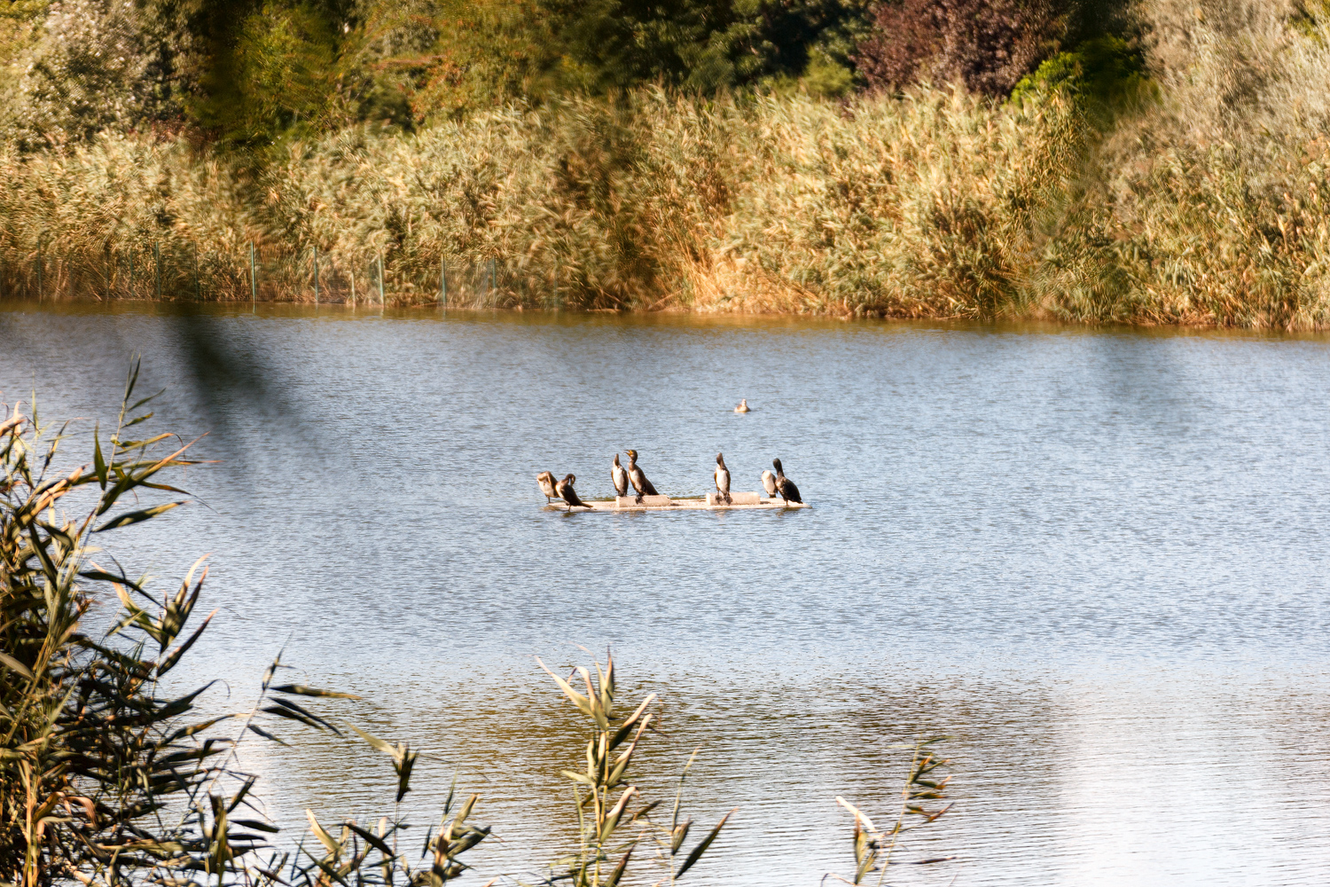 st augustine, wildlife birds, 