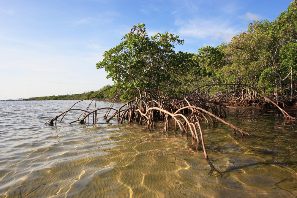 Florida Mangrove Forests: Unveiling a Diverse Ecosystem - Florida Splendors