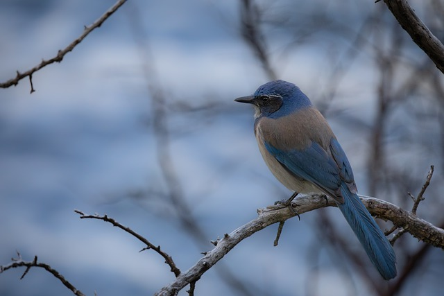 bird, jay, scrub